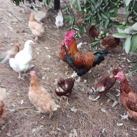 Finca Aramai أذيخي المظهر الخارجي الصورة