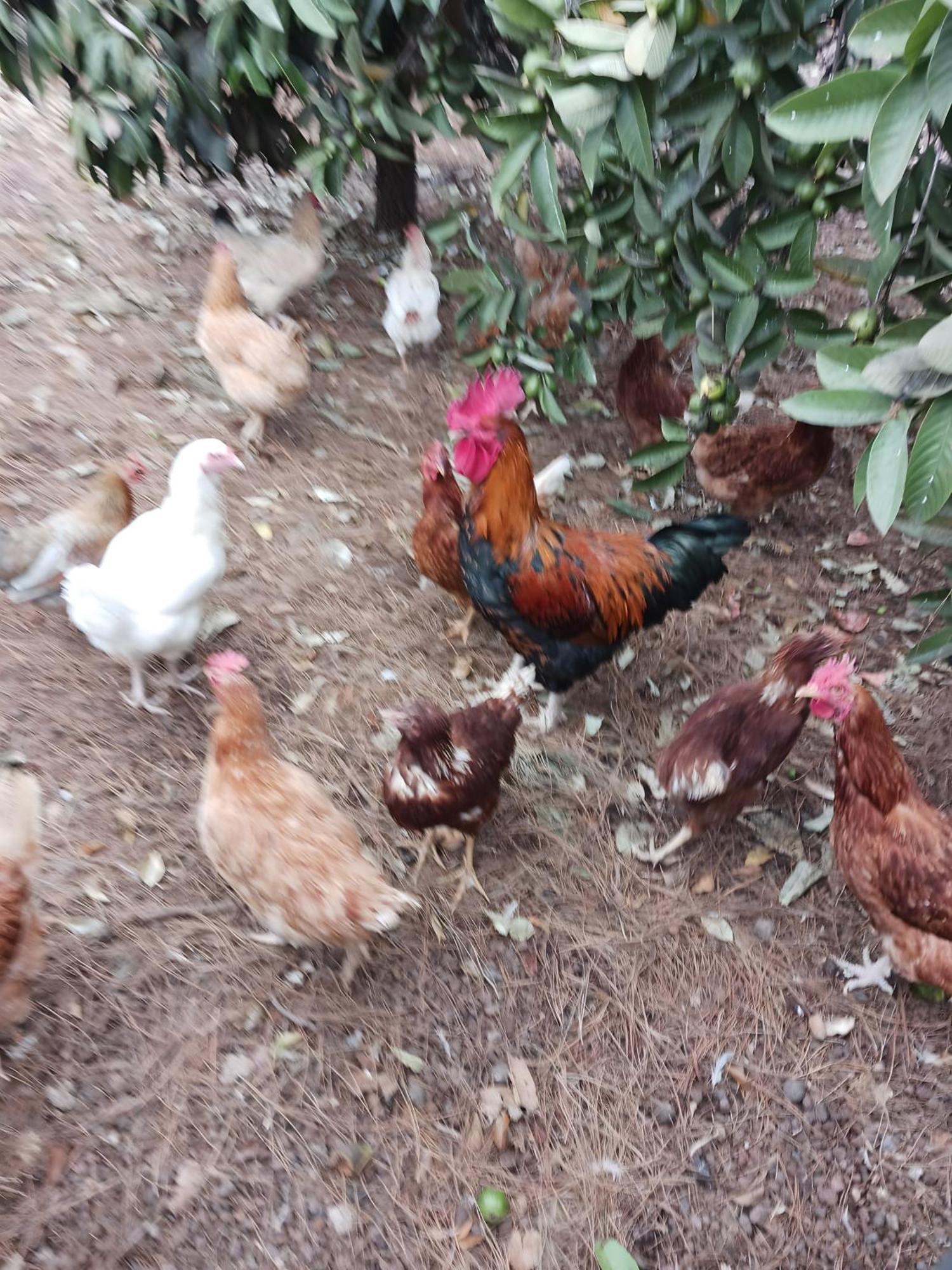Finca Aramai أذيخي المظهر الخارجي الصورة